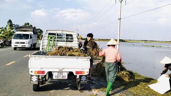 CHÀNG TRAI LÊ VĂN NINH VỚI NHỮNG CHUYẾN XE CHỞ LÚA 0 ĐỒNG TẠI CÁNH ĐỒNG THÔN MAI TRAI